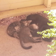 Illustration for article titled This Stupid Shutdown and Kitten Update